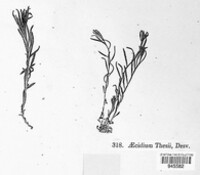 Puccinia thesii image